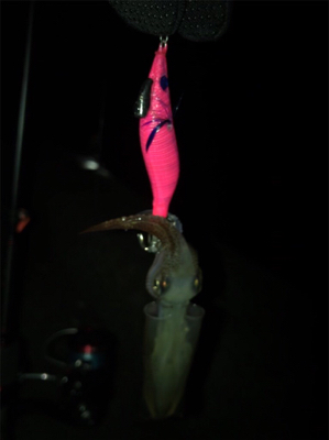 ポツリ…ポツリのヒイカ釣りσ(^_^;)