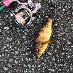 ありがとうございました！