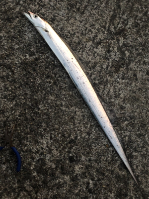 今年最後の釣り納め‼️4度目の武庫一