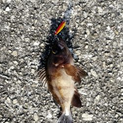 マイクロジギング