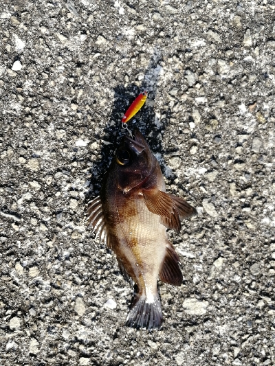 マイクロジギング