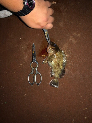 タチウオ✖︎底物●