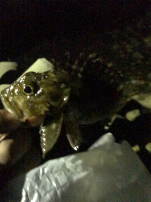 久々にガシラ狙い