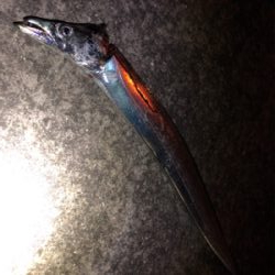 鯖のエサ取り多過ぎ(´༎ຶོρ༎ຶོ`)