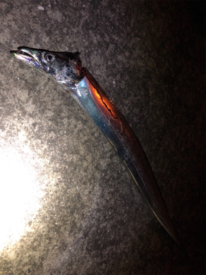 鯖のエサ取り多過ぎ(´༎ຶོρ༎ຶོ`)