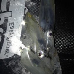 劇渋ヒイカ釣り(＞＜)