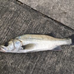 ガシラ君が反応がいい！