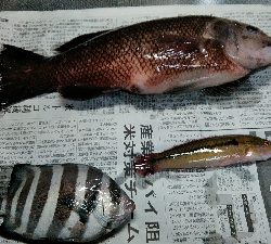 コブダイ釣り