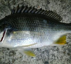 久々のタッチ～