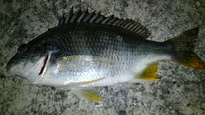 久々のタッチ～