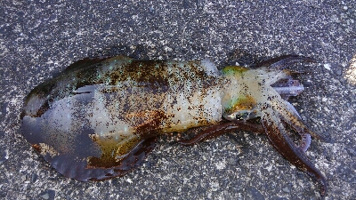 今シーズン初ヤエン