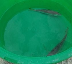 かかり釣り。アジ三匹