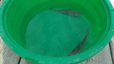 かかり釣り。アジ三匹