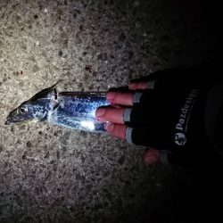 サバとアナゴに遊ばれて