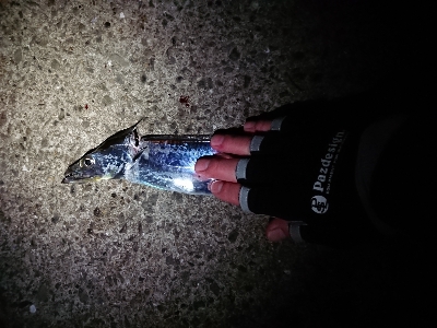 サバとアナゴに遊ばれて