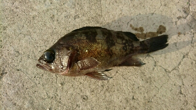 早朝メバリング