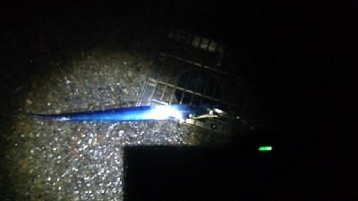 地合いがない一日でした