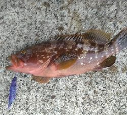 メイクミラクルドラマ