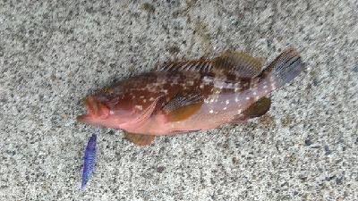 メイクミラクルドラマ