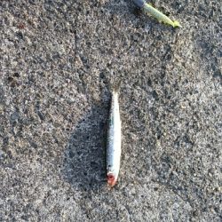 手のひらサイズのソゲ