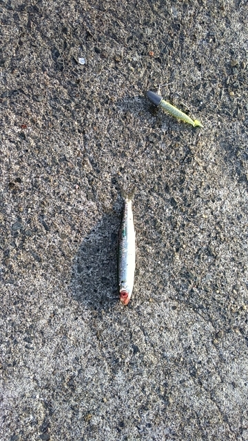 手のひらサイズのソゲ