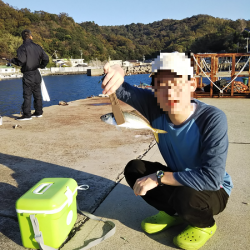 ULSJサビキで良型アジ