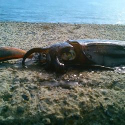 良型ばらしも、最後にリベンジ～！