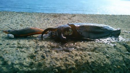 良型ばらしも、最後にリベンジ～！