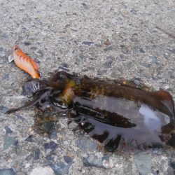 雨を覚悟してましたが、小雨で良かった❗