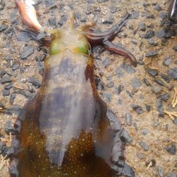 行ってみると雨でした❗