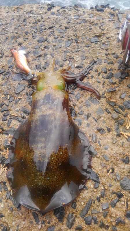 行ってみると雨でした❗