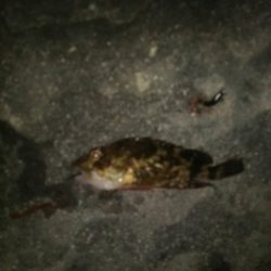 若洲海浜公園 夜釣り