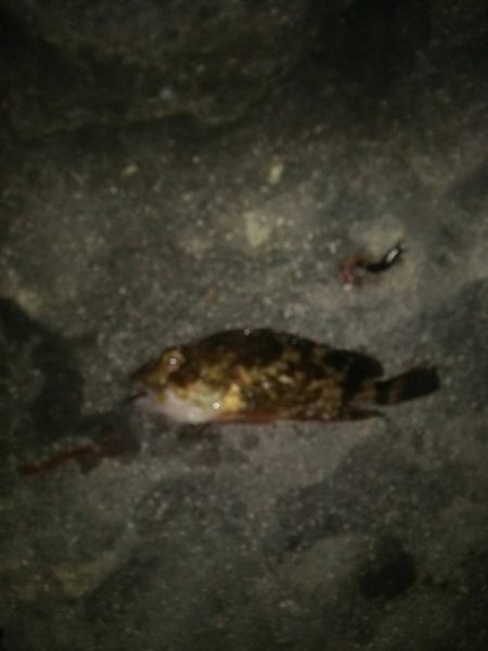 若洲海浜公園 夜釣り