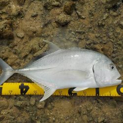 バイトは少なめ!