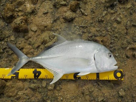 バイトは少なめ!