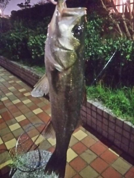 短時間でGET　～辰巳一付近～