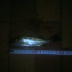 ウキ釣りで　～辰巳一付近～