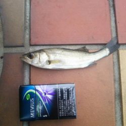 短時間釣行　～辰巳一付近～