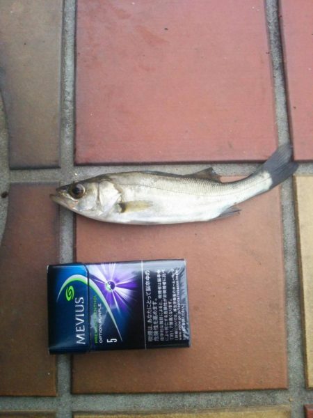 短時間釣行　～辰巳一付近～