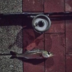 仕事帰りに　～豊洲ぐるり公園～