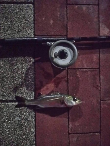 仕事帰りに　～豊洲ぐるり公園～