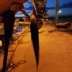 ボチボチな釣果