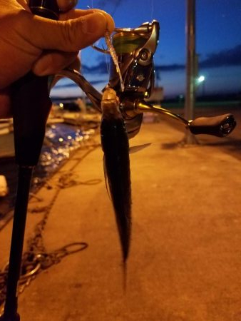 ボチボチな釣果