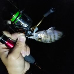 ボチボチな釣果