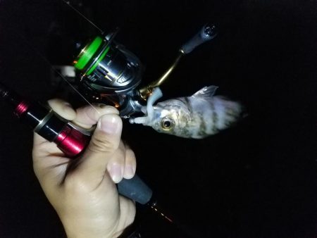 ボチボチな釣果