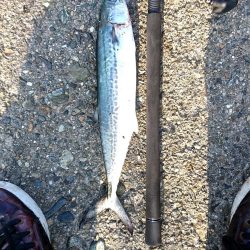 サゴシ、サゴシ、サゴシ