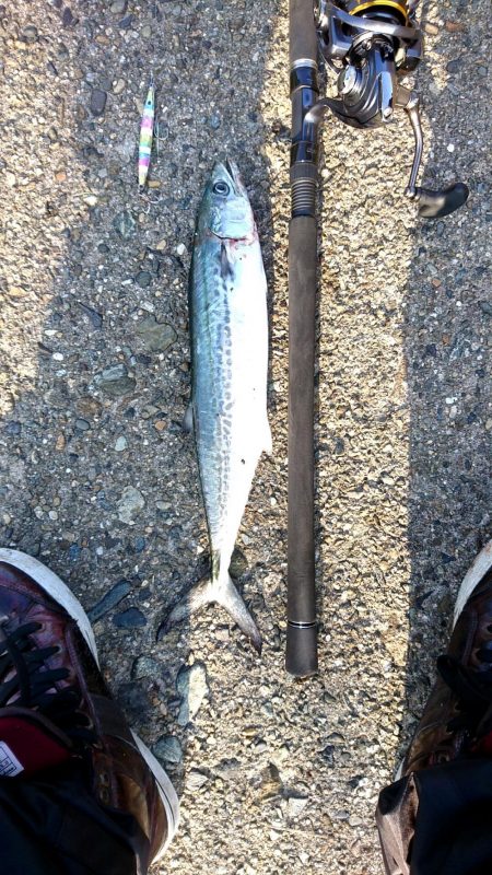 サゴシ、サゴシ、サゴシ