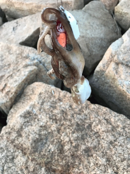 タチウオ調査・姫路イイダコ(2018-4)…