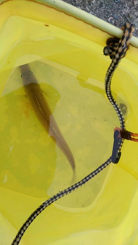 良型シロギスGET