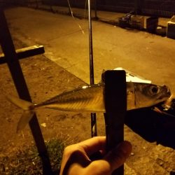 ボチボチな釣果